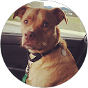 Monica Kritzman profile picture