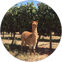 Marco Sanna profile picture